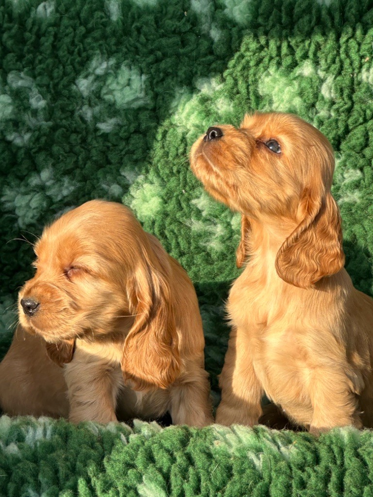 De sandie landes - Chiot disponible  - Cocker Spaniel Anglais