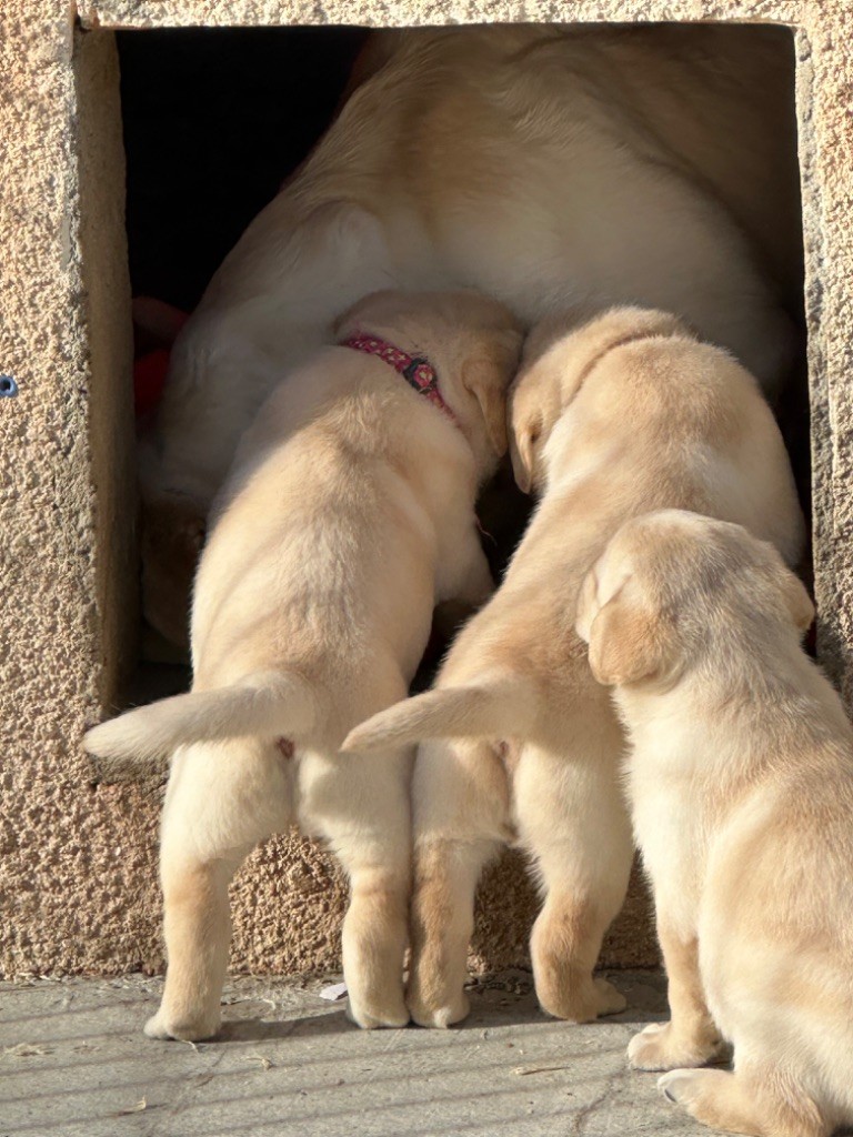 De sandie landes - Chiot disponible  - Labrador Retriever