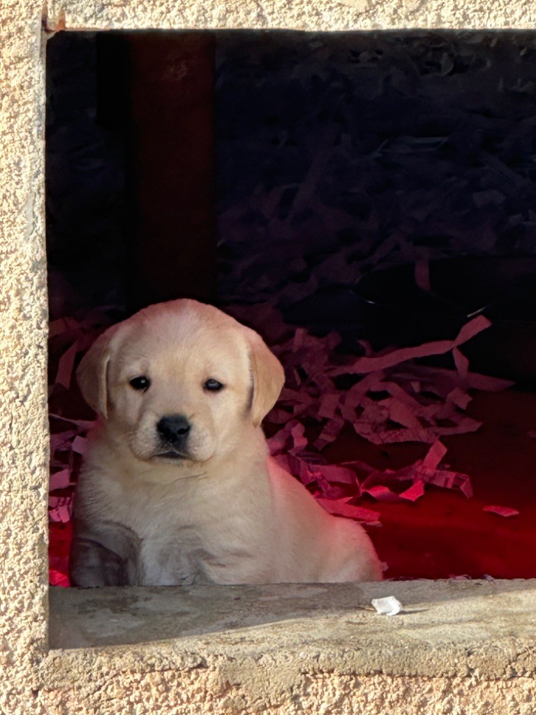 chiot Labrador Retriever De sandie landes