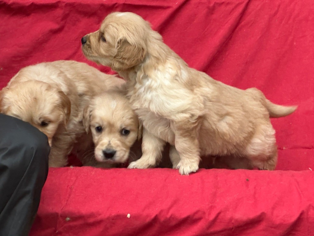 De sandie landes - Chiot disponible  - Golden Retriever