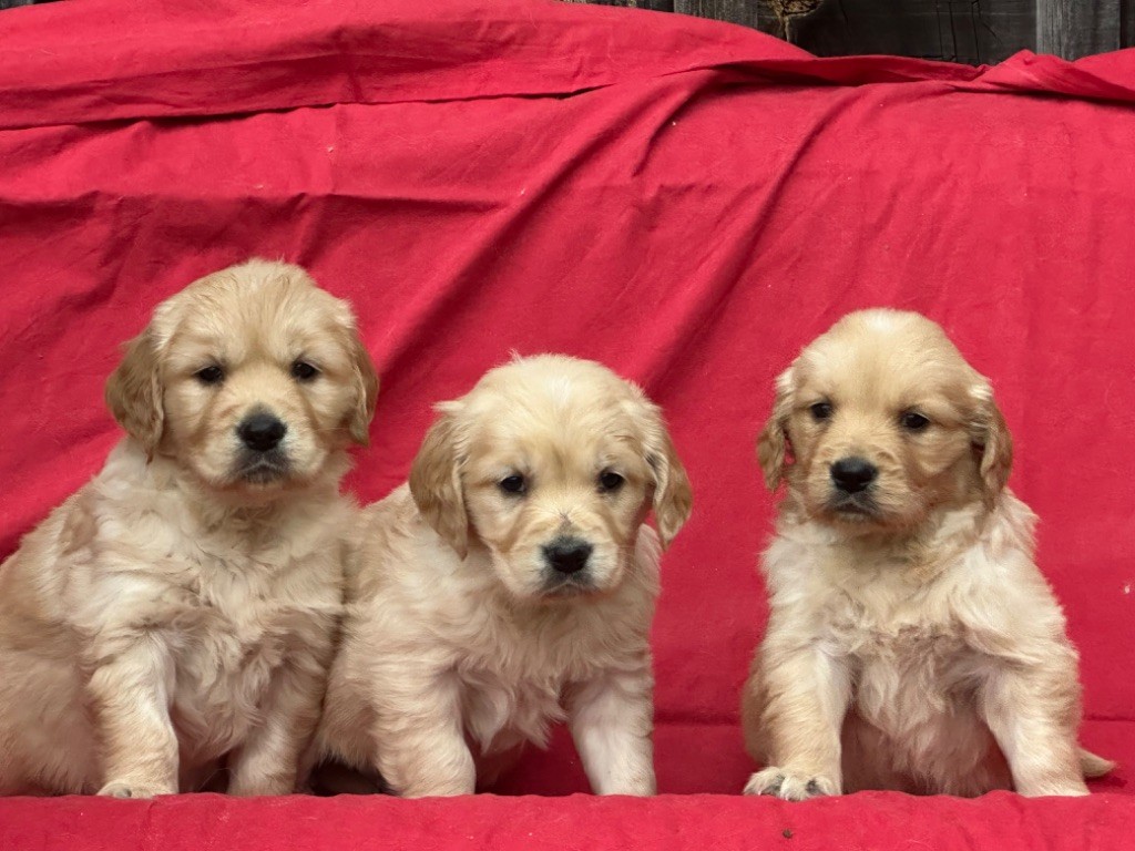 De sandie landes - Chiot disponible  - Golden Retriever