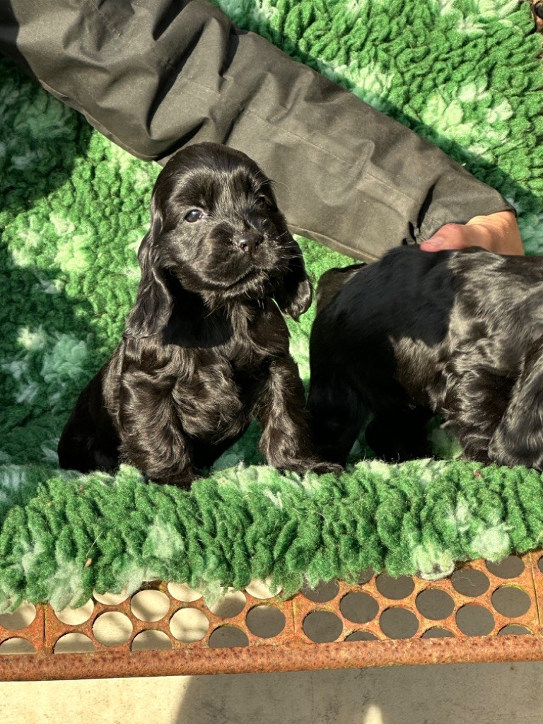 De sandie landes - Chiot disponible  - Cocker Spaniel Anglais