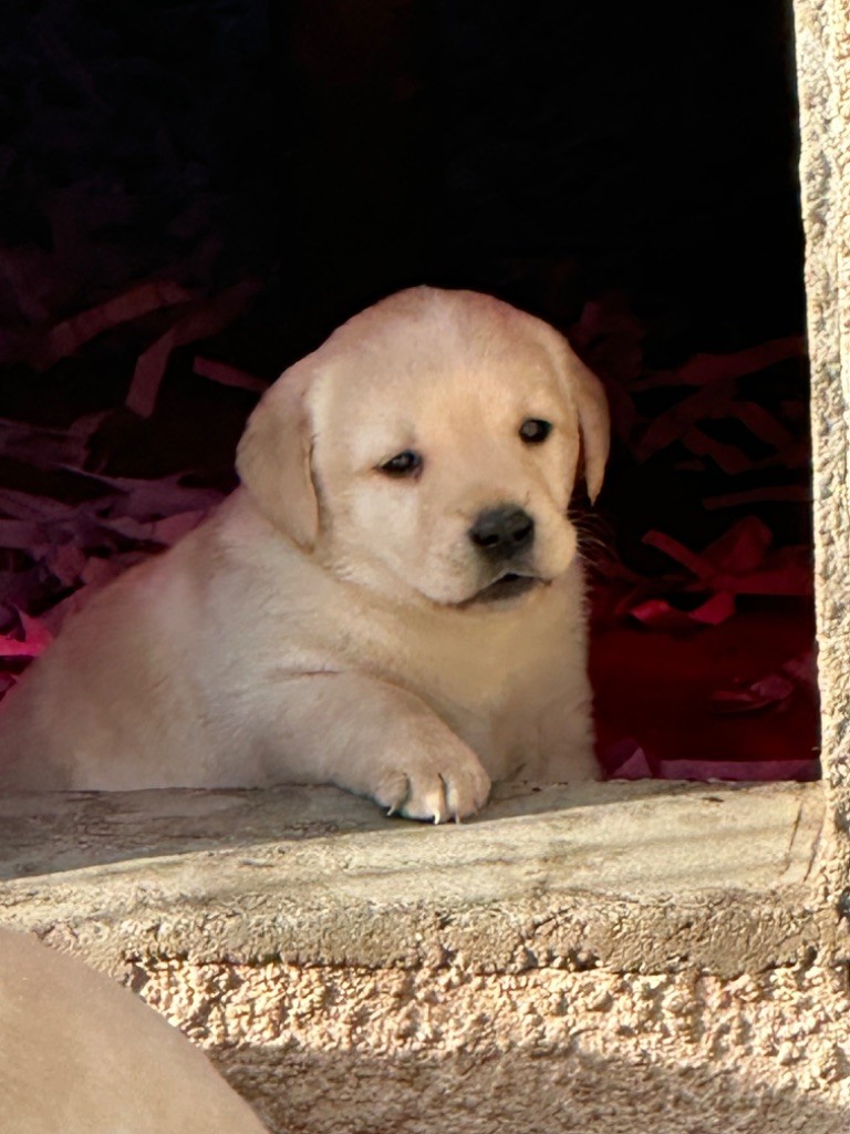 De sandie landes - Chiot disponible  - Labrador Retriever