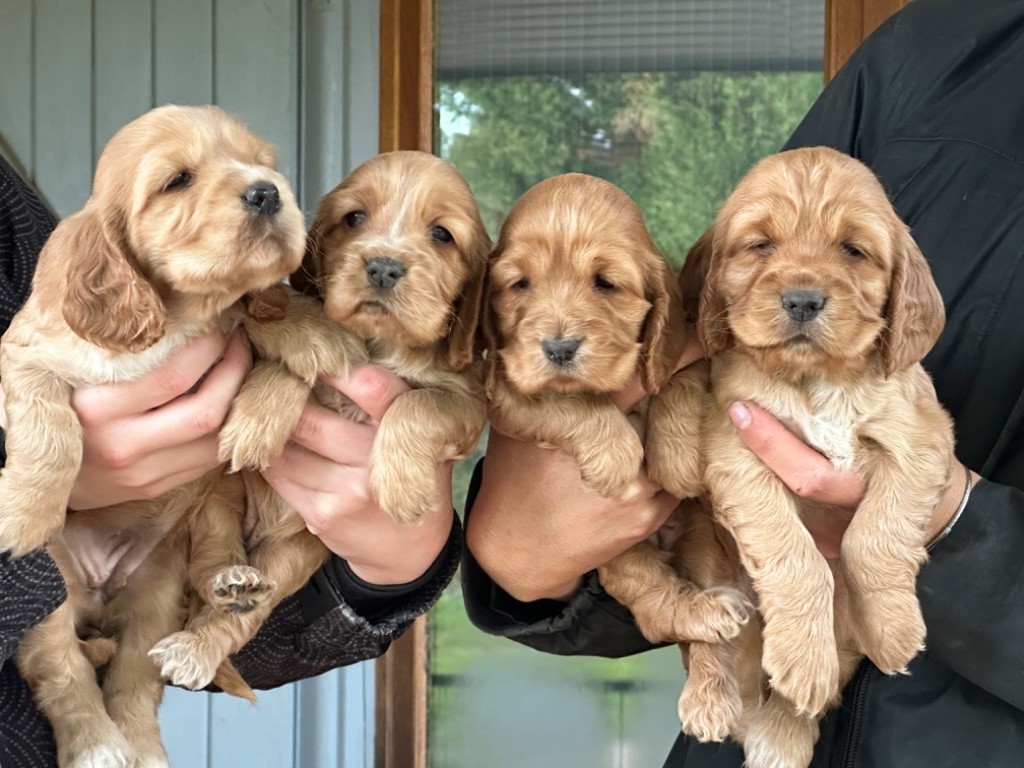 chiot Cocker Spaniel Anglais De sandie landes