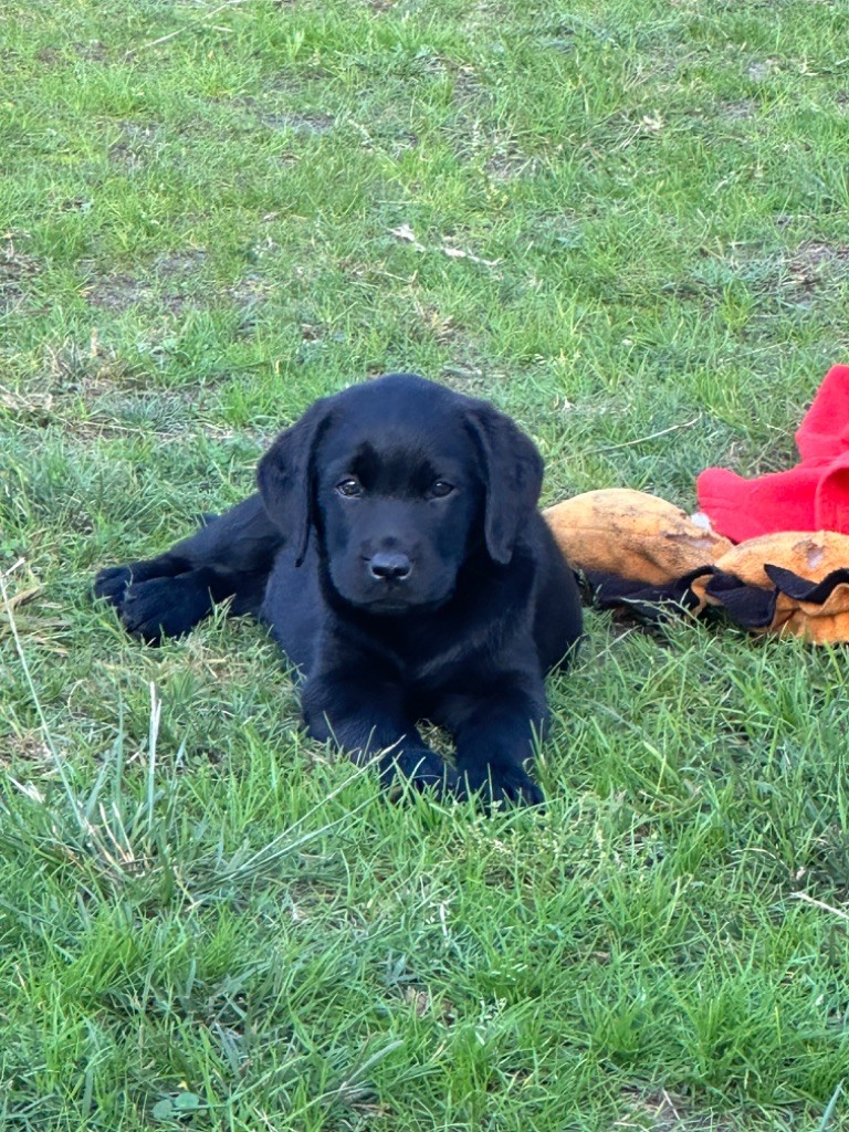 De sandie landes - Chiot disponible  - Labrador Retriever