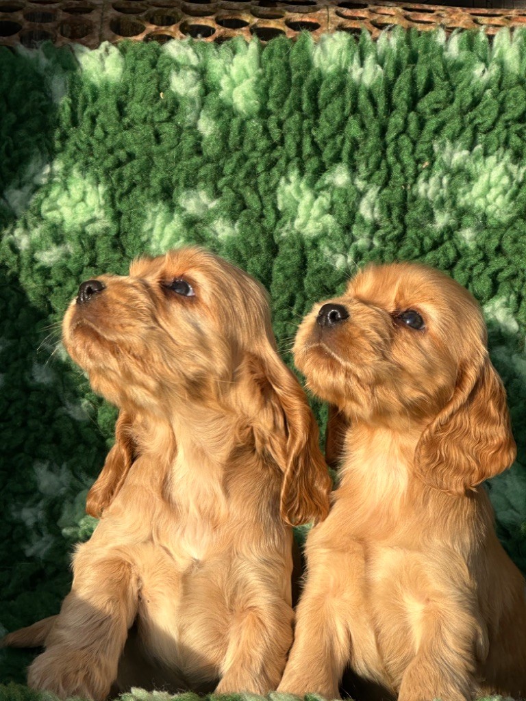 chiot Cocker Spaniel Anglais De sandie landes