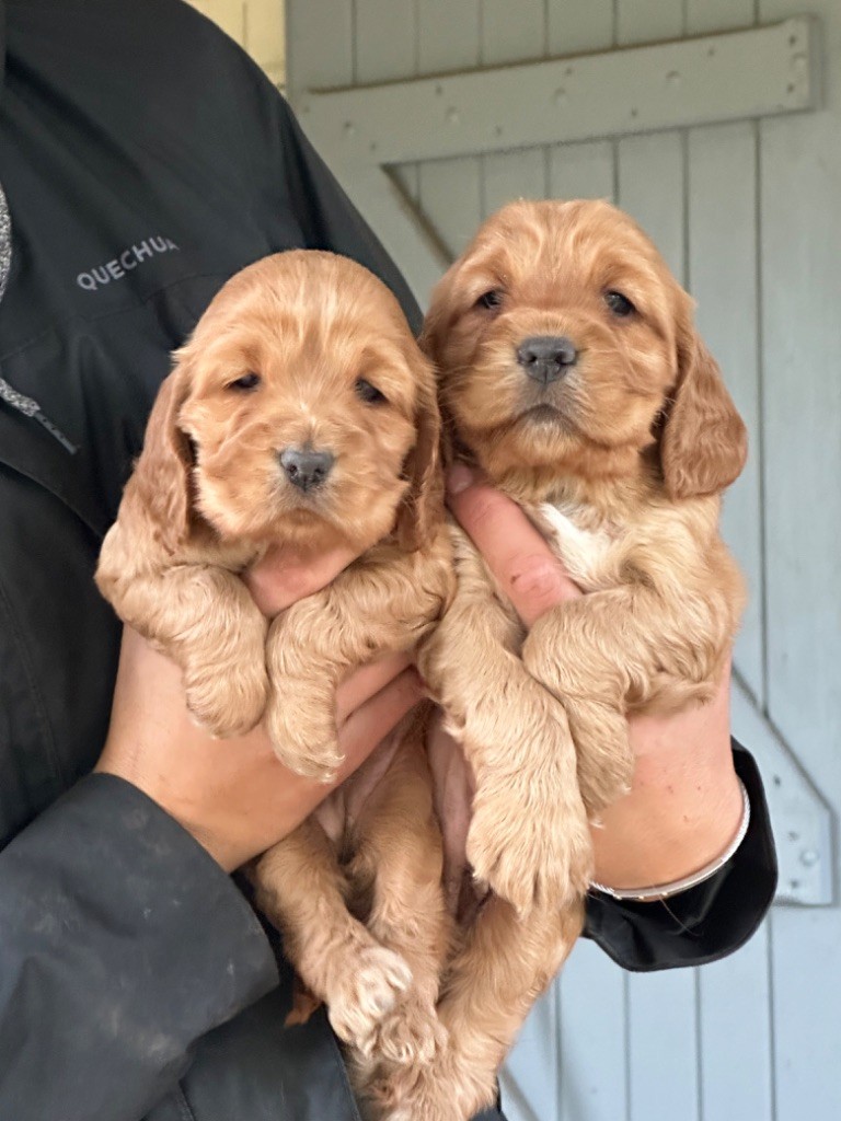 De sandie landes - Chiot disponible  - Cocker Spaniel Anglais