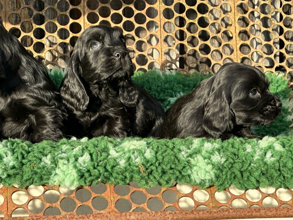 De sandie landes - Chiot disponible  - Cocker Spaniel Anglais