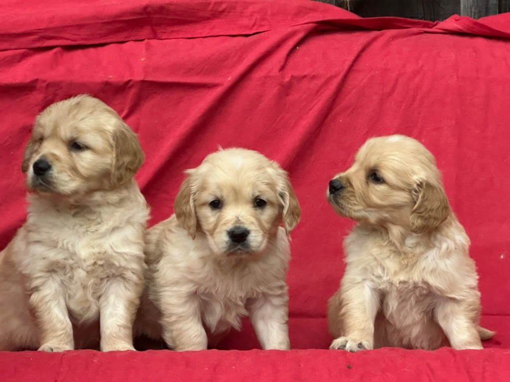 De sandie landes - Chiot disponible  - Golden Retriever