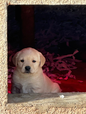 De sandie landes - Labrador Retriever - Portée née le 05/11/2024