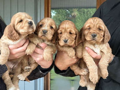 De sandie landes - Cocker Spaniel Anglais - Portée née le 14/10/2024