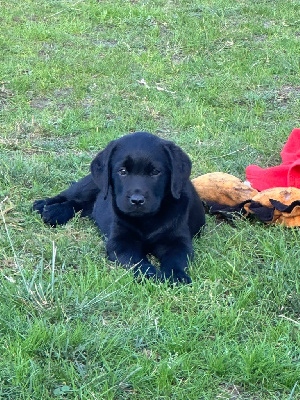 De sandie landes - Labrador Retriever - Portée née le 09/09/2024