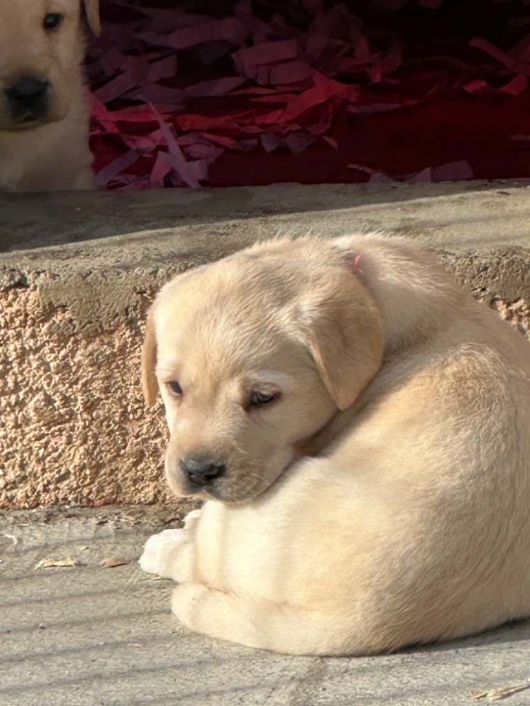 De sandie landes - Chiot disponible  - Labrador Retriever