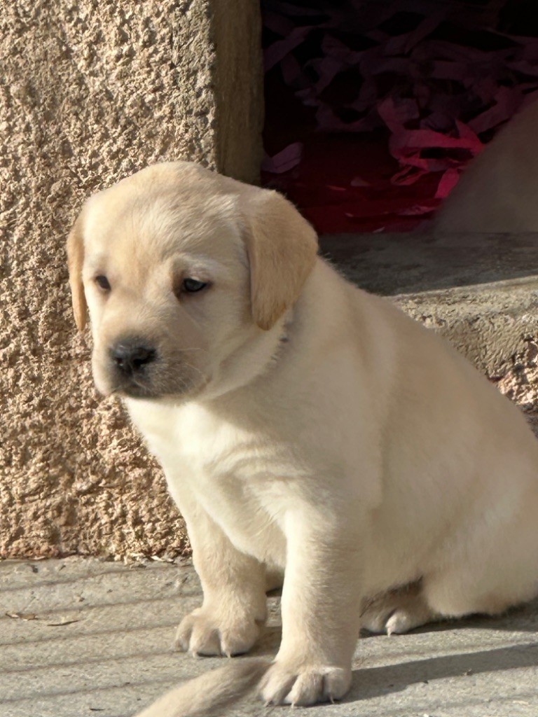 De sandie landes - Chiot disponible  - Labrador Retriever