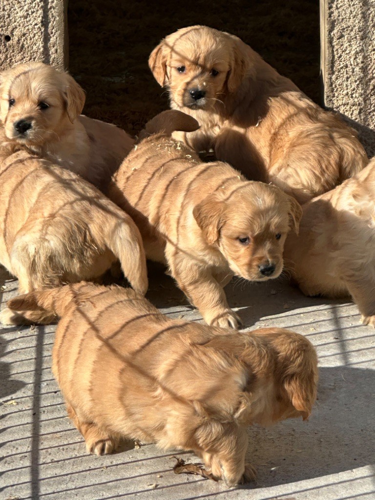 De sandie landes - Chiot disponible  - Golden Retriever