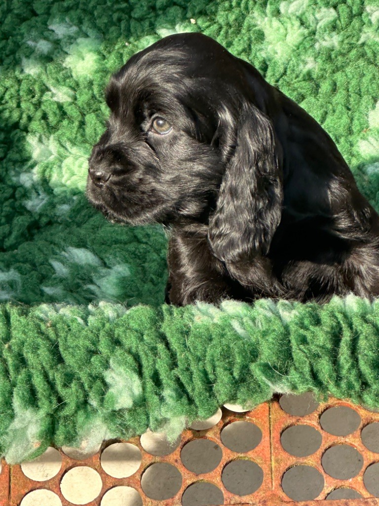 De sandie landes - Chiot disponible  - Cocker Spaniel Anglais