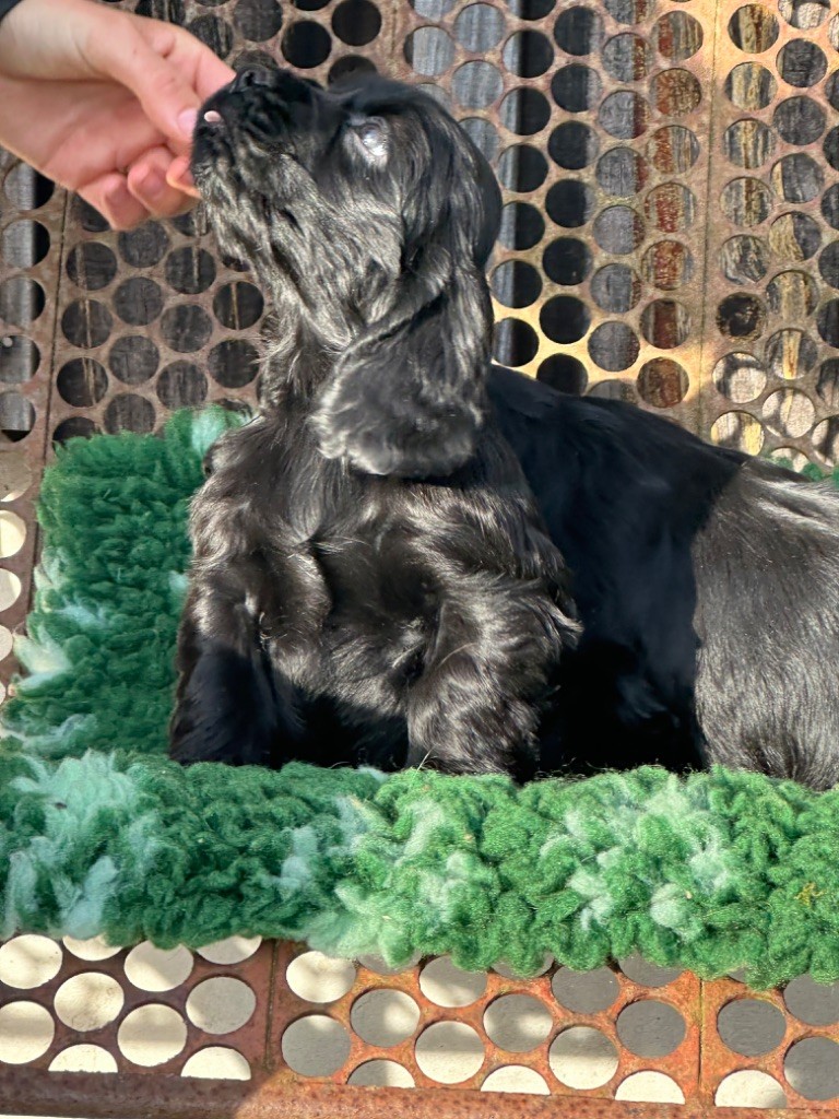 De sandie landes - Chiot disponible  - Cocker Spaniel Anglais