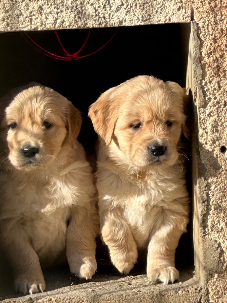 De sandie landes - Chiot disponible  - Golden Retriever