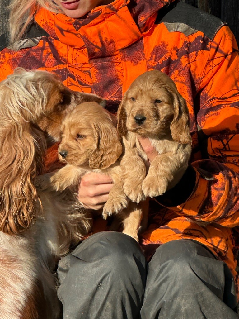 chiot Cocker Spaniel Anglais De sandie landes