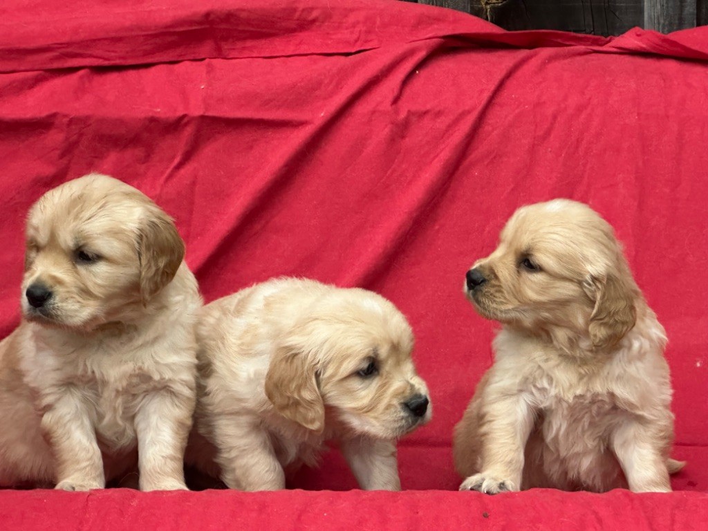 De sandie landes - Chiot disponible  - Golden Retriever