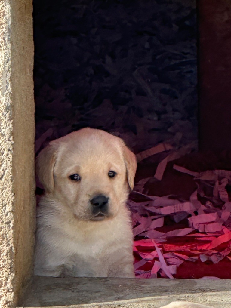 De sandie landes - Chiot disponible  - Labrador Retriever