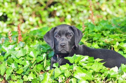 NOS CHIOTS CHEZ VOUS