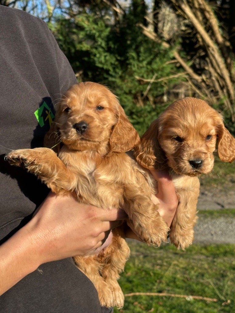 De sandie landes - Chiots disponibles - Cocker Spaniel Anglais