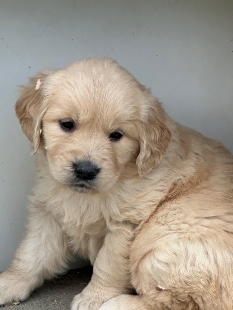 De sandie landes - Chiots disponibles - Golden Retriever