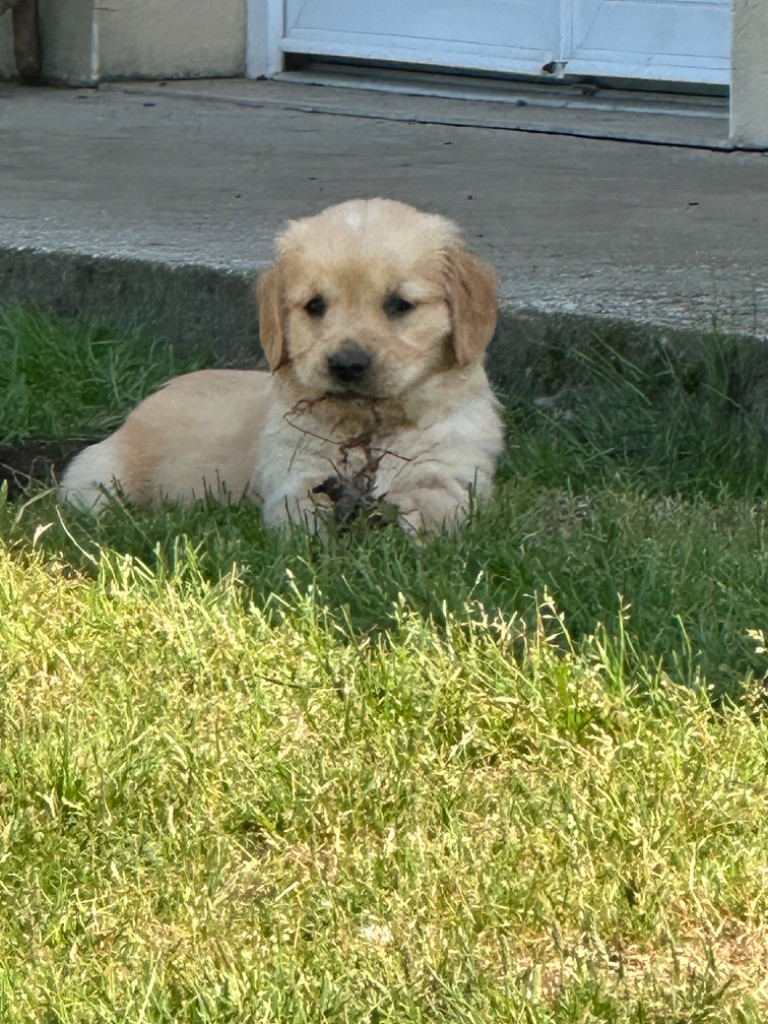 De sandie landes - Chiots disponibles - Golden Retriever