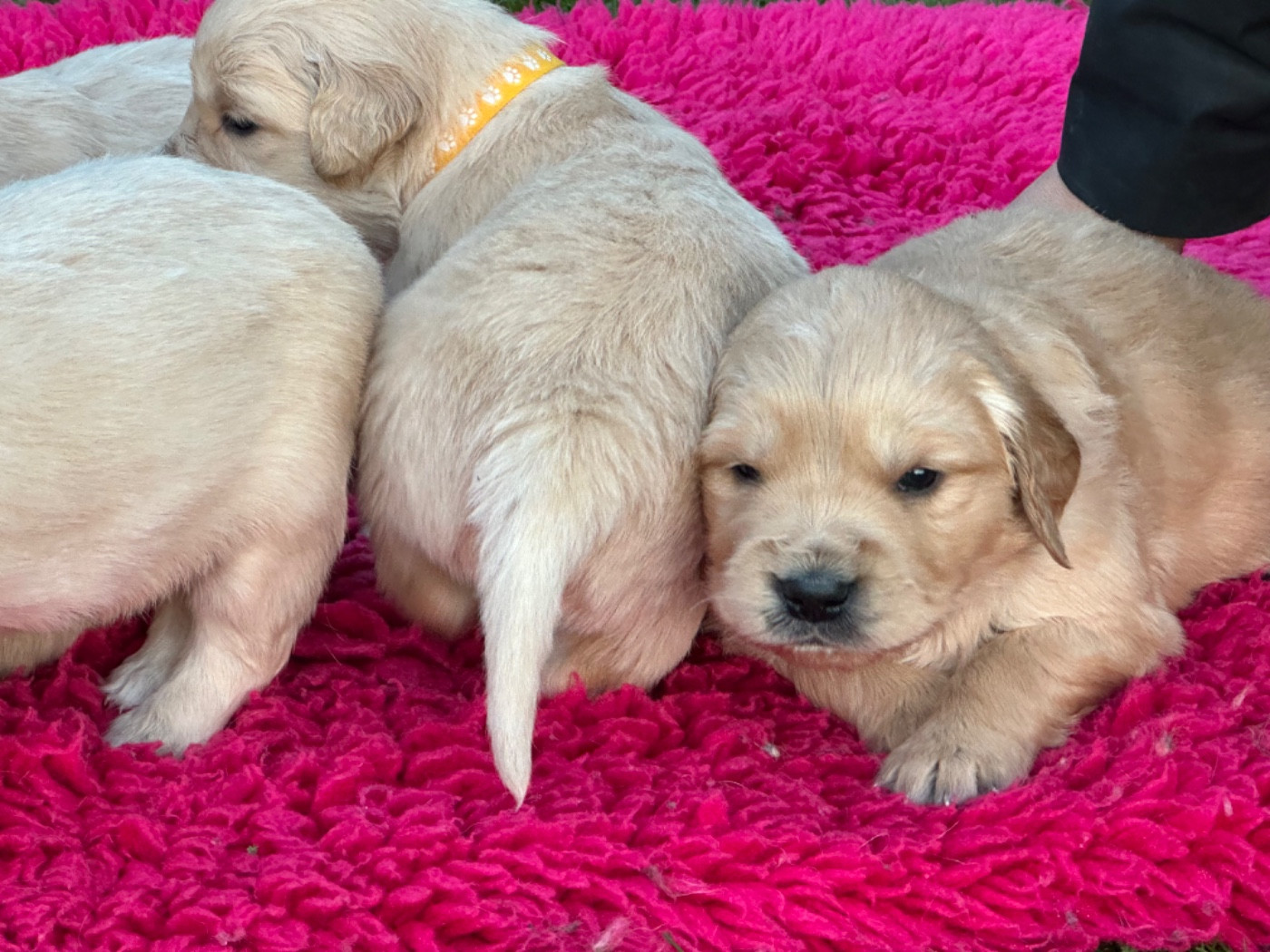 De sandie landes - Chiots disponibles - Golden Retriever