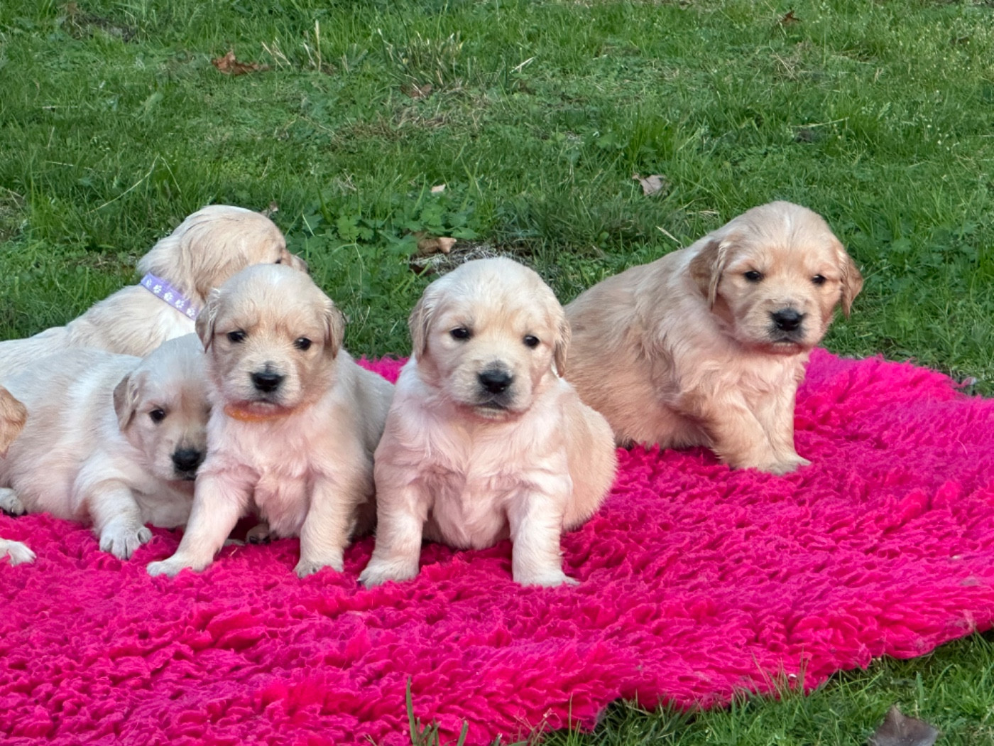De sandie landes - Chiots disponibles - Golden Retriever