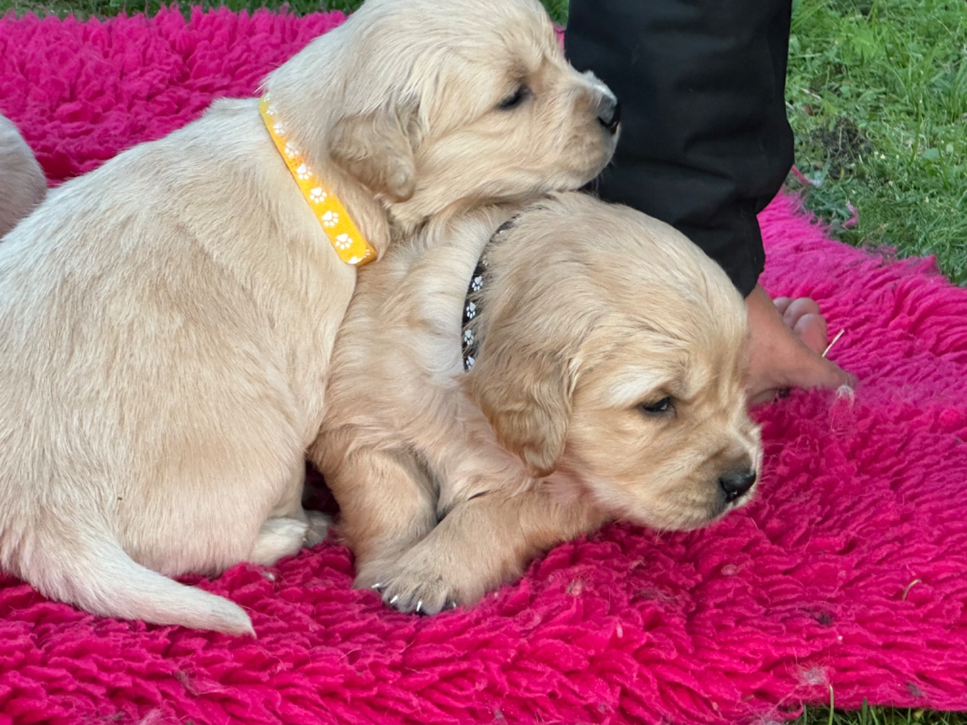 De sandie landes - Chiots disponibles - Golden Retriever
