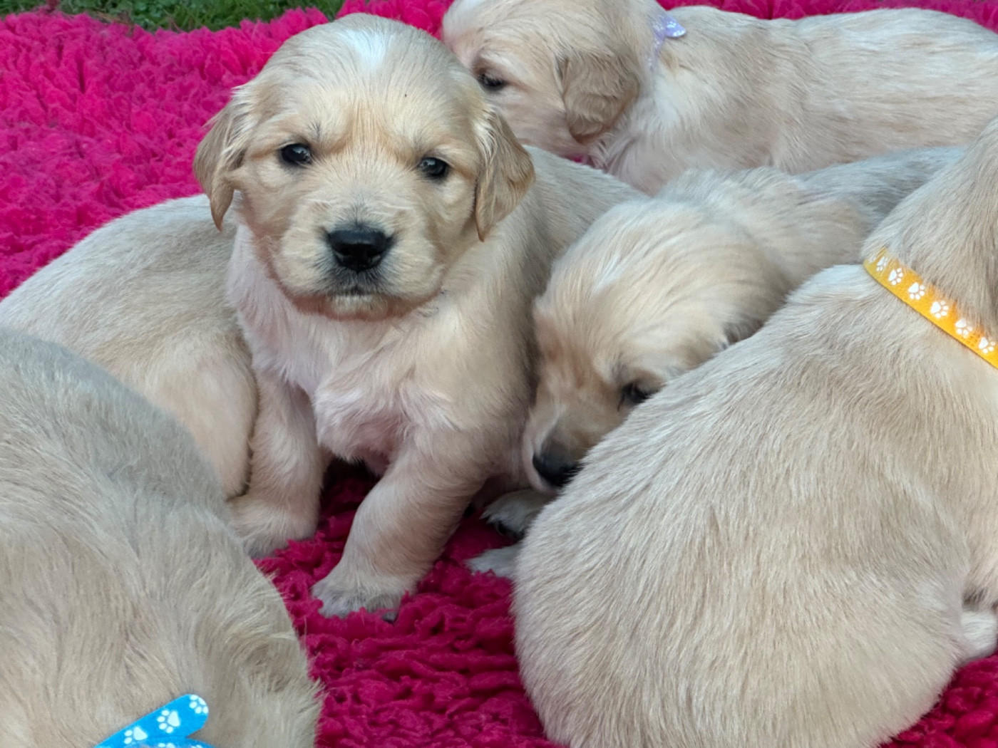 De sandie landes - Chiots disponibles - Golden Retriever