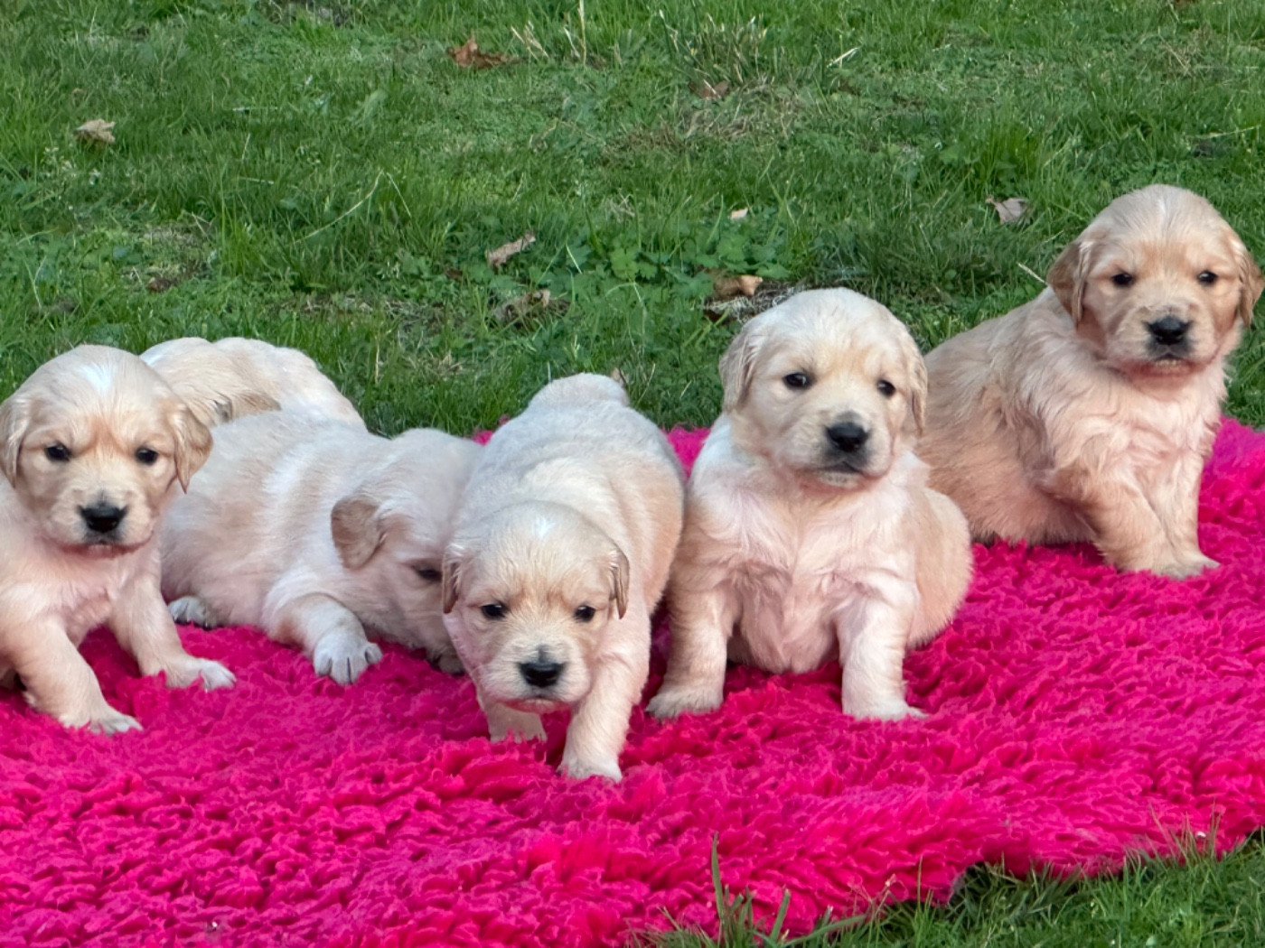 De sandie landes - Chiots disponibles - Golden Retriever