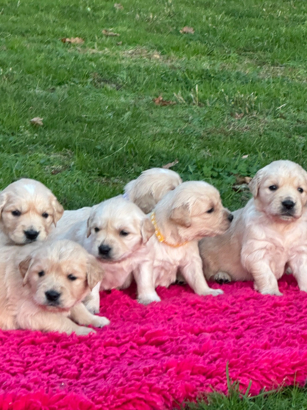 Chiot Golden Retriever De sandie landes