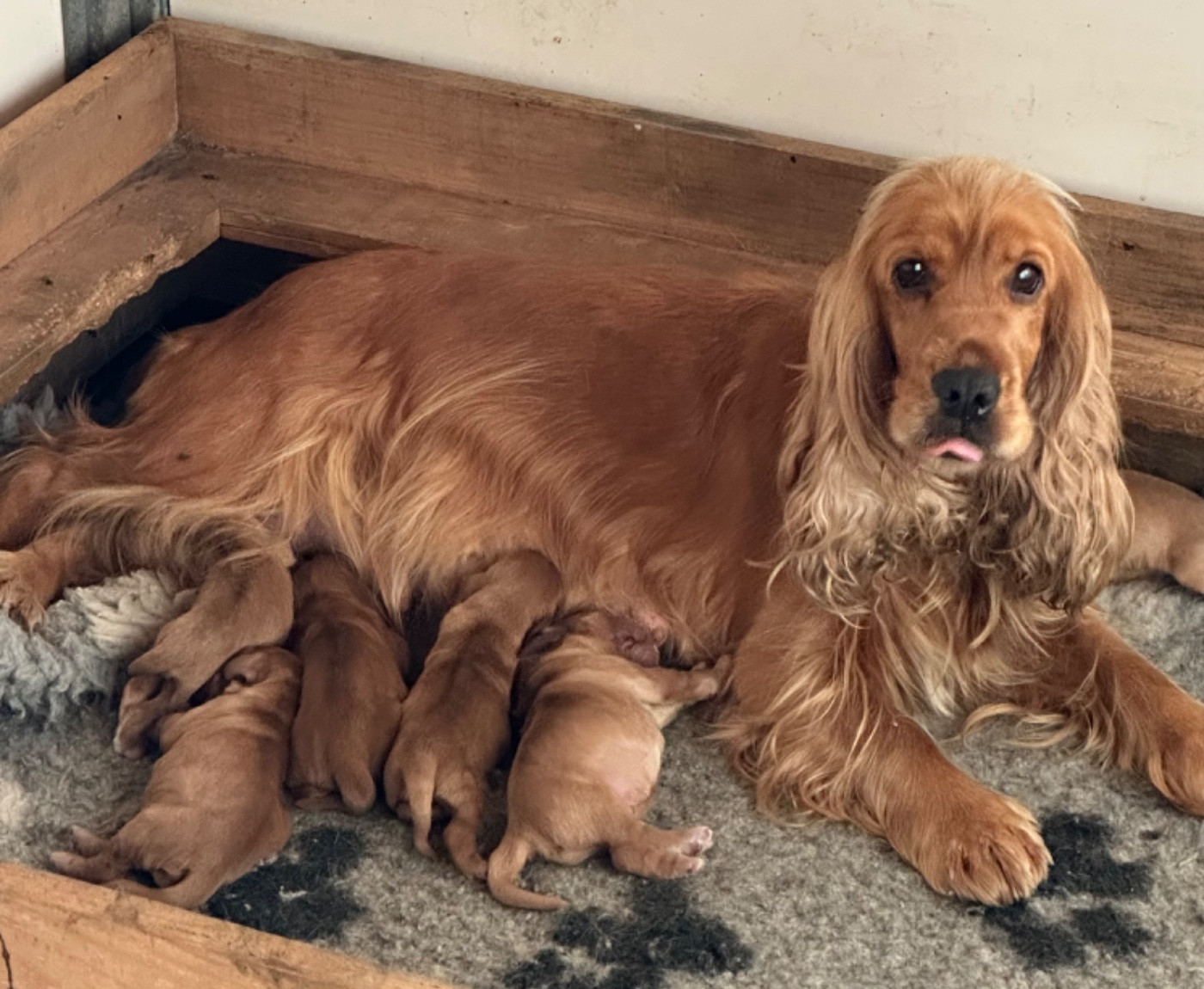De sandie landes - Chiots disponibles - Cocker Spaniel Anglais