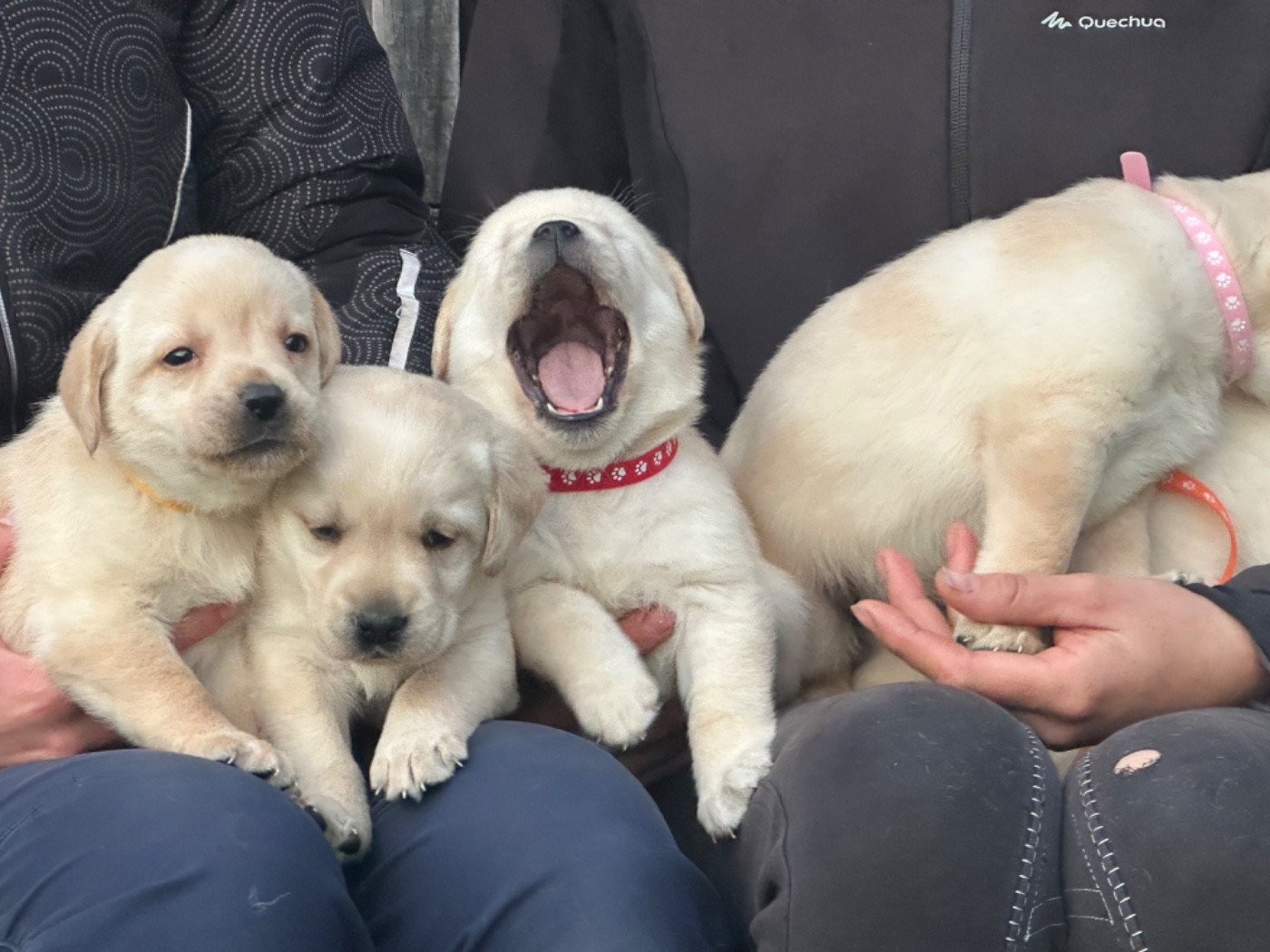 De sandie landes - Chiots disponibles - Labrador Retriever