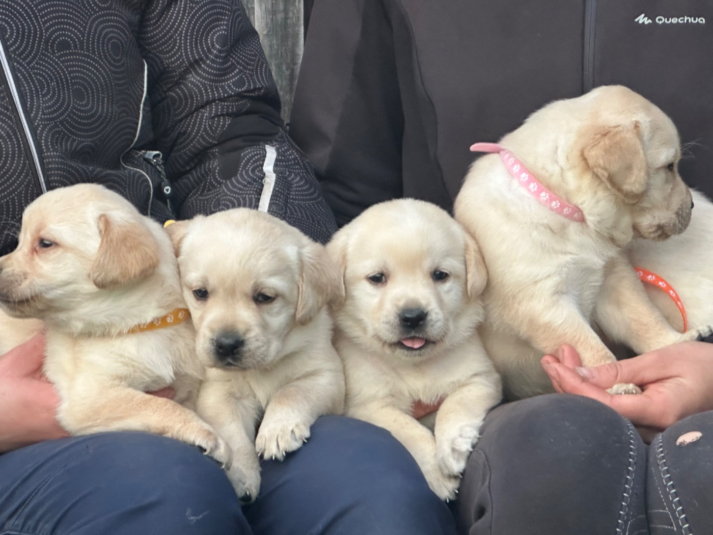 De sandie landes - Chiots disponibles - Labrador Retriever