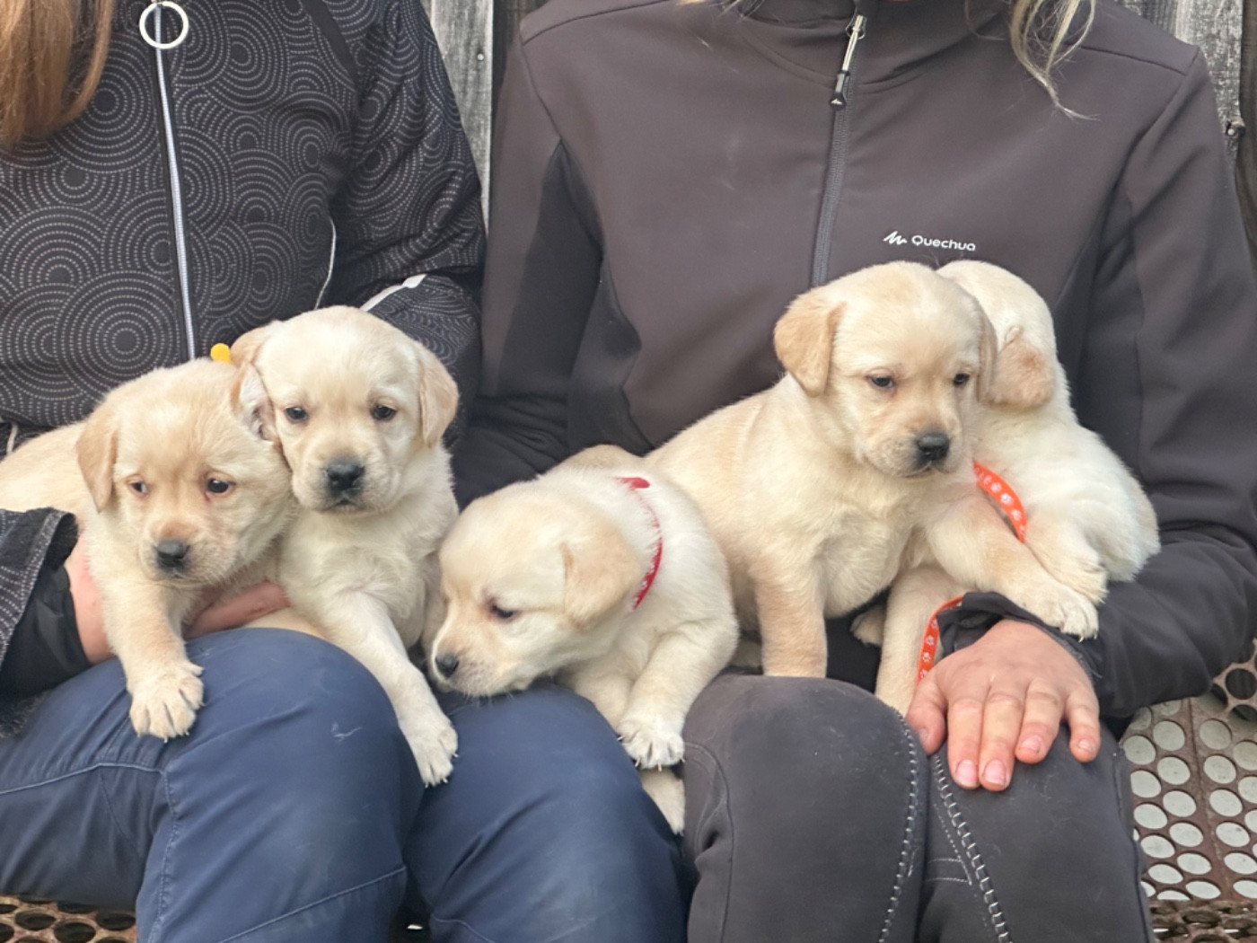 De sandie landes - Chiots disponibles - Labrador Retriever