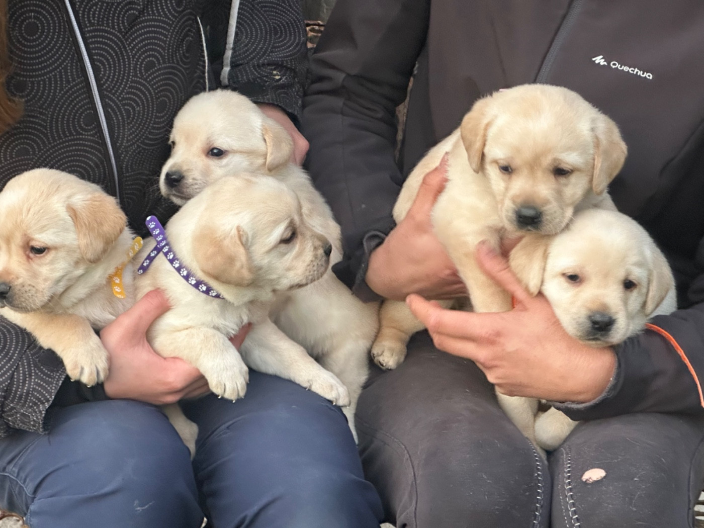 De sandie landes - Chiots disponibles - Labrador Retriever