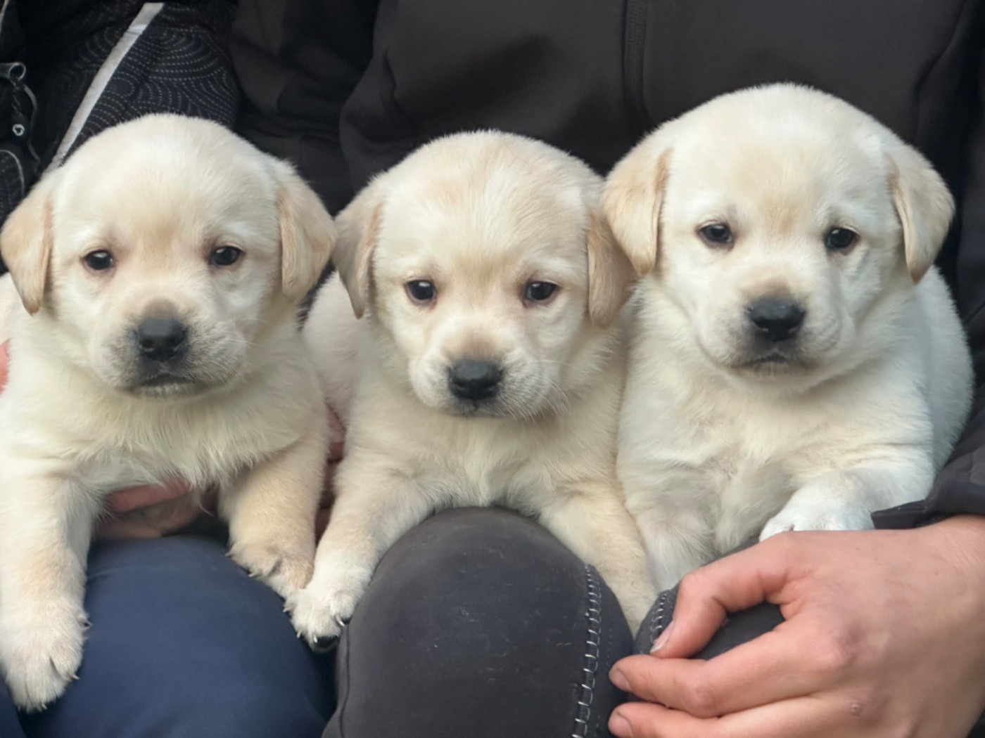 De sandie landes - Chiots disponibles - Labrador Retriever