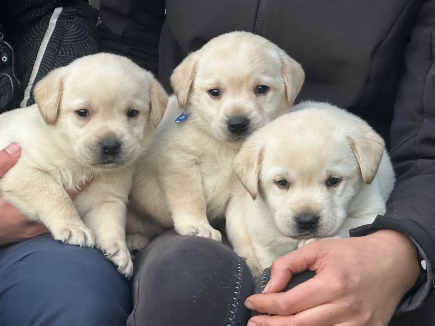 De sandie landes - Chiots disponibles - Labrador Retriever