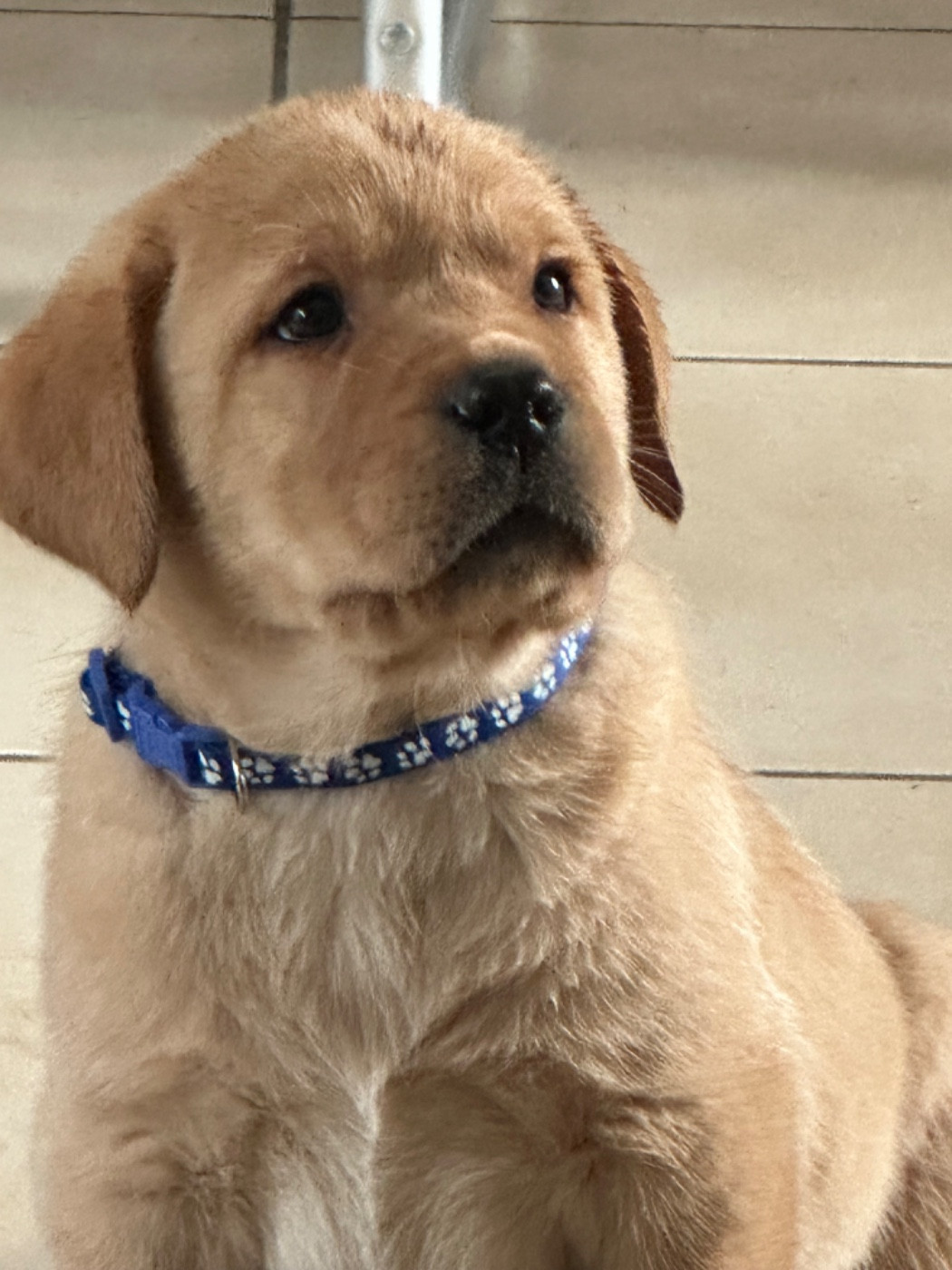 De sandie landes - Chiots disponibles - Labrador Retriever