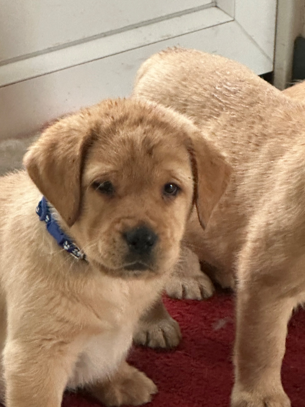 De sandie landes - Chiots disponibles - Labrador Retriever