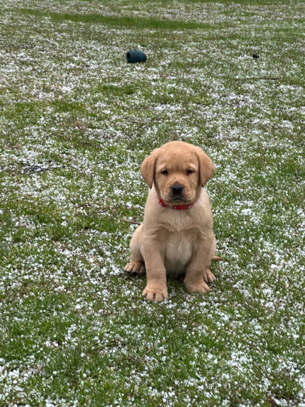 De sandie landes - Chiots disponibles - Labrador Retriever