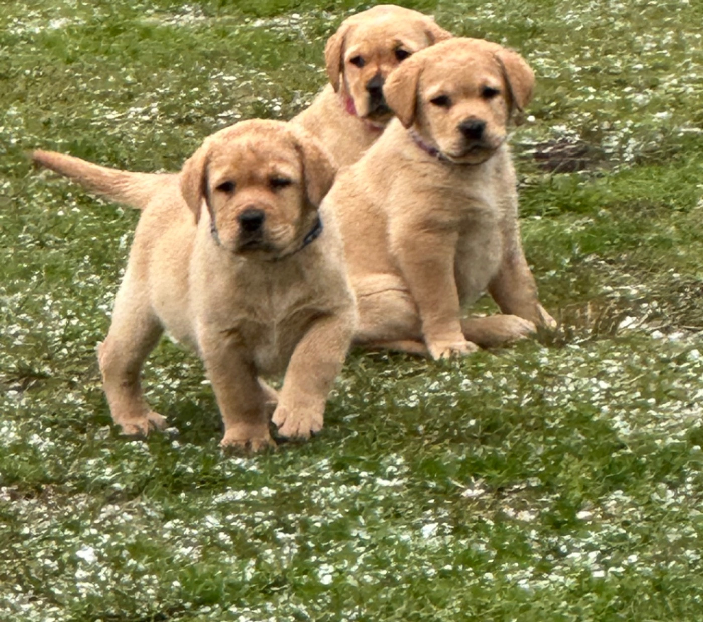 De sandie landes - Chiots disponibles - Labrador Retriever
