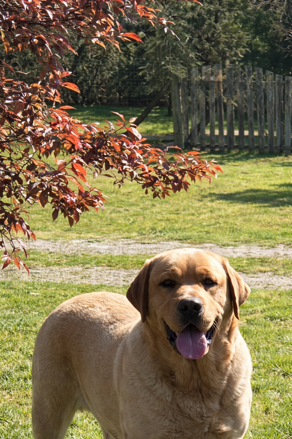 Chiot Labrador Retriever De sandie landes