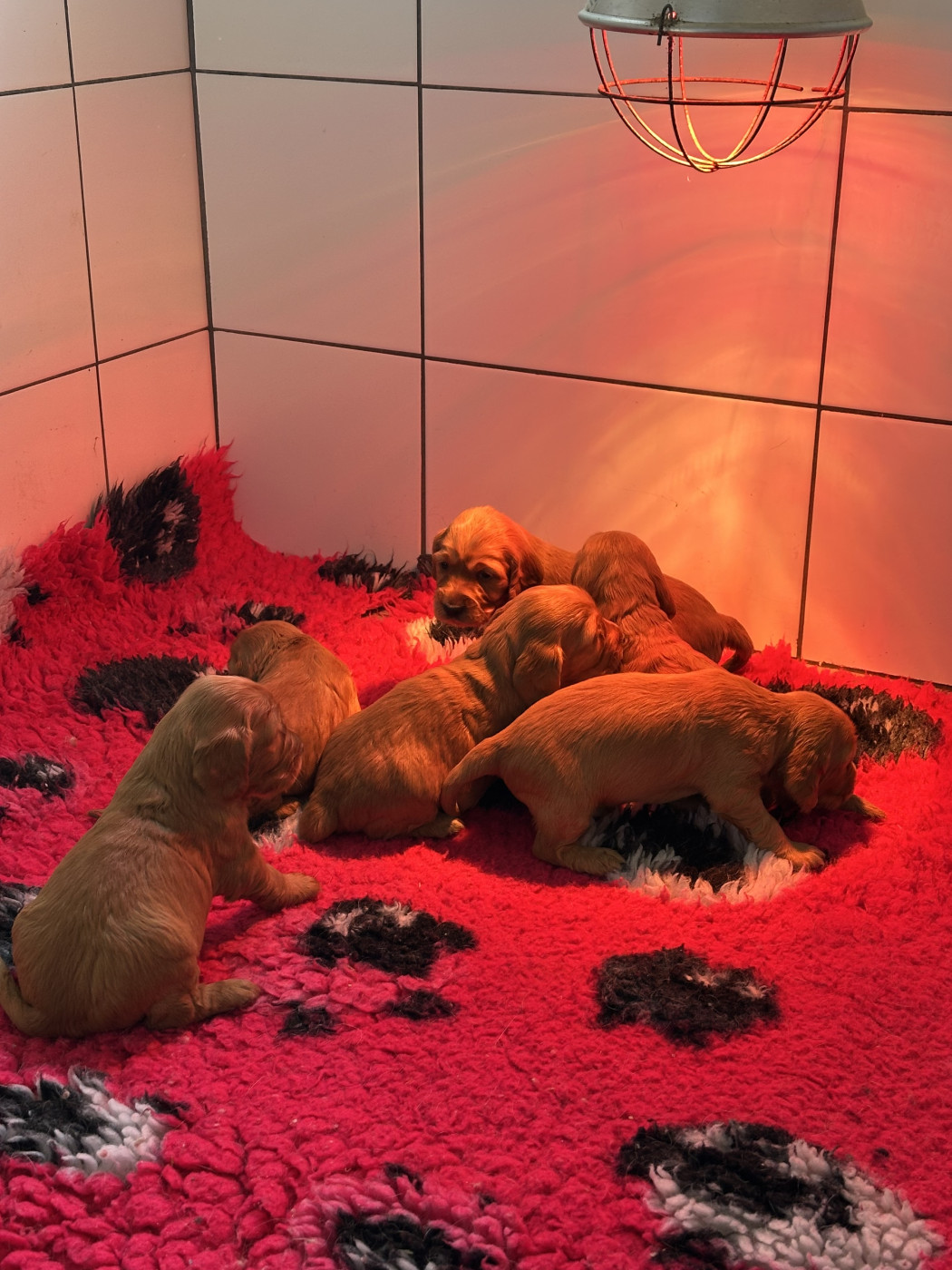 De sandie landes - Cocker Spaniel Anglais - Portée née le 12/03/2026