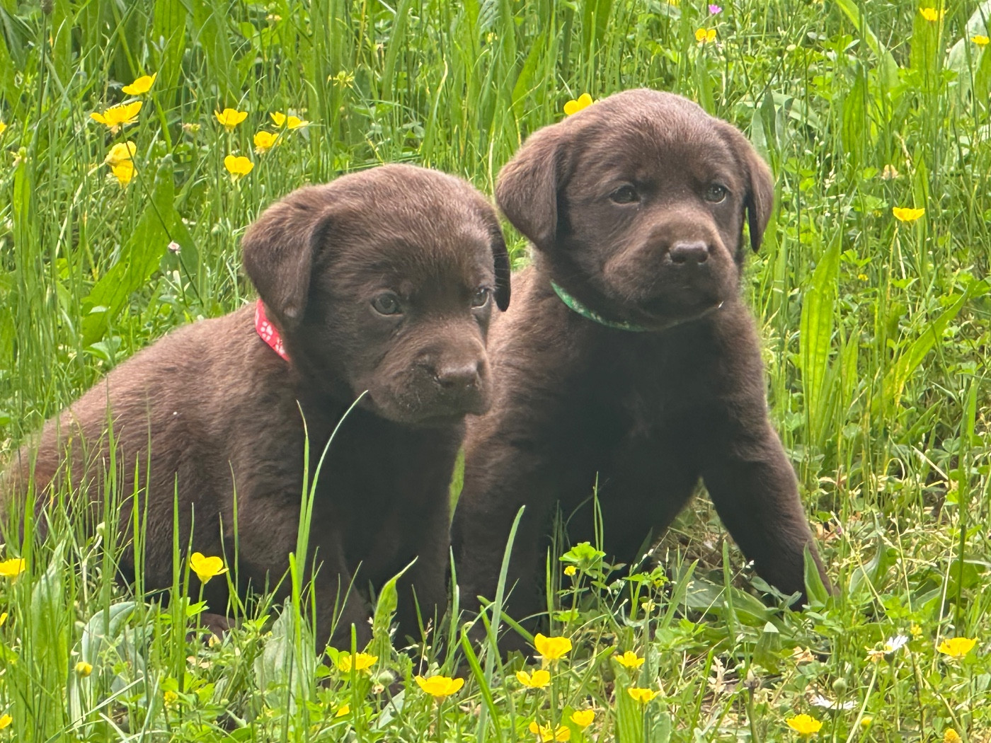 De sandie landes - Chiots disponibles - Labrador Retriever