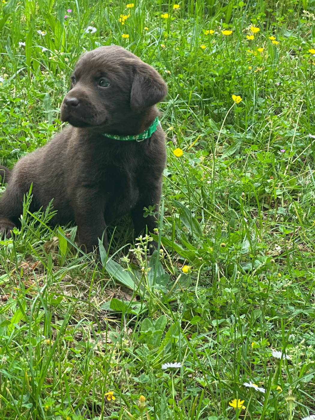 De sandie landes - Chiots disponibles - Labrador Retriever